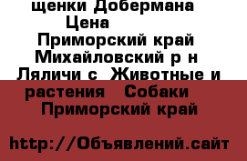 щенки Добермана › Цена ­ 7 000 - Приморский край, Михайловский р-н, Ляличи с. Животные и растения » Собаки   . Приморский край